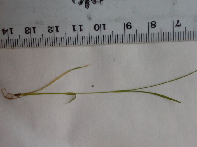 Leptochloa fusca subsp. fascicularis
