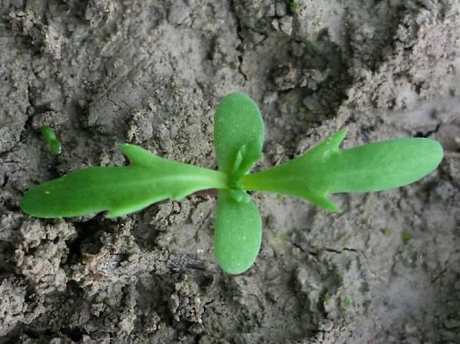 Glebionis segetum (Syn Chrysanthemum segetum)