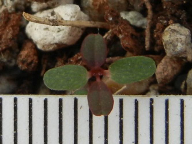 Euphorbia chamaescyce