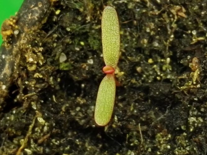 Portulaca oleraceae